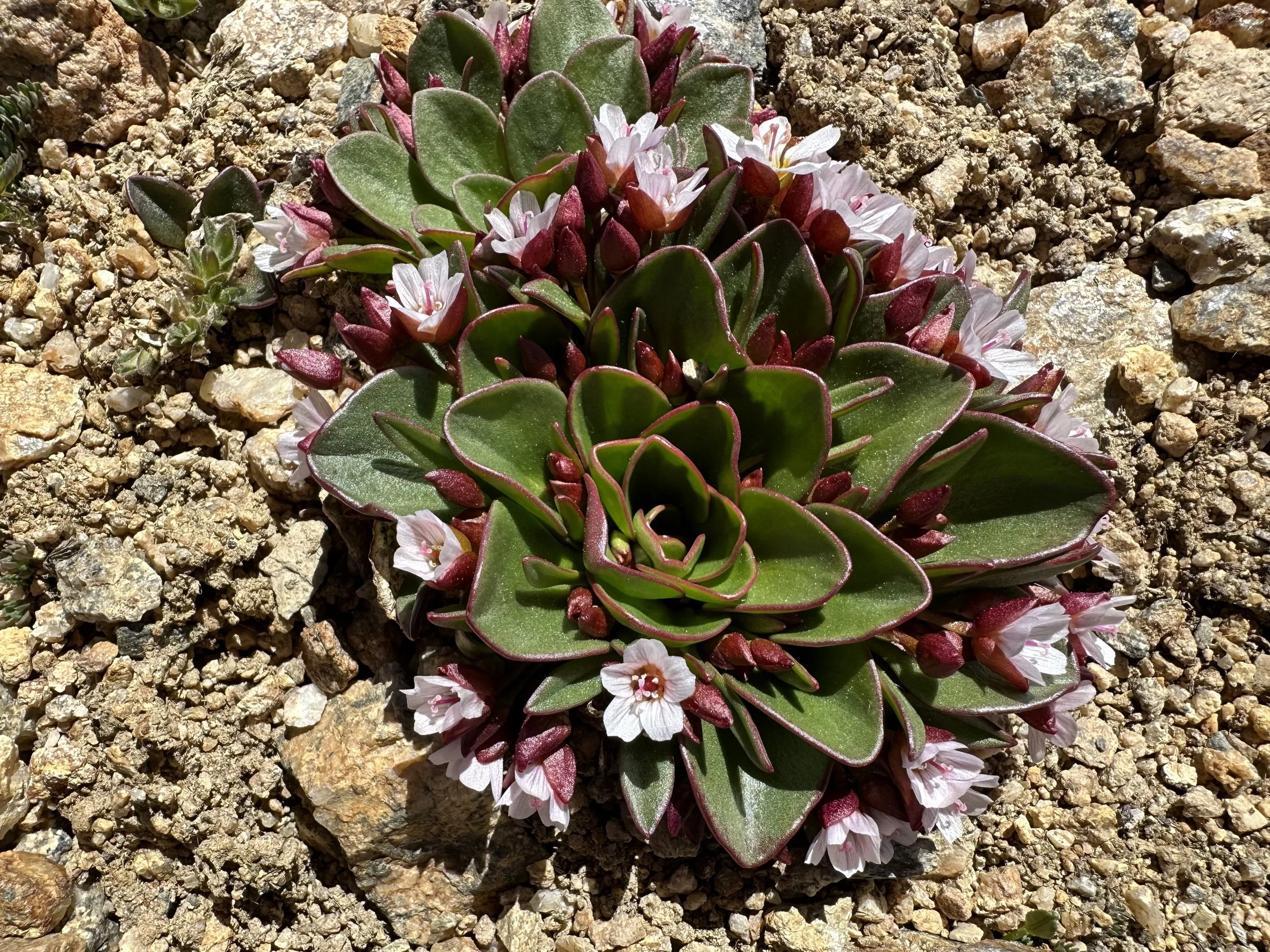 The leaves have it — Independence Pass Foundation